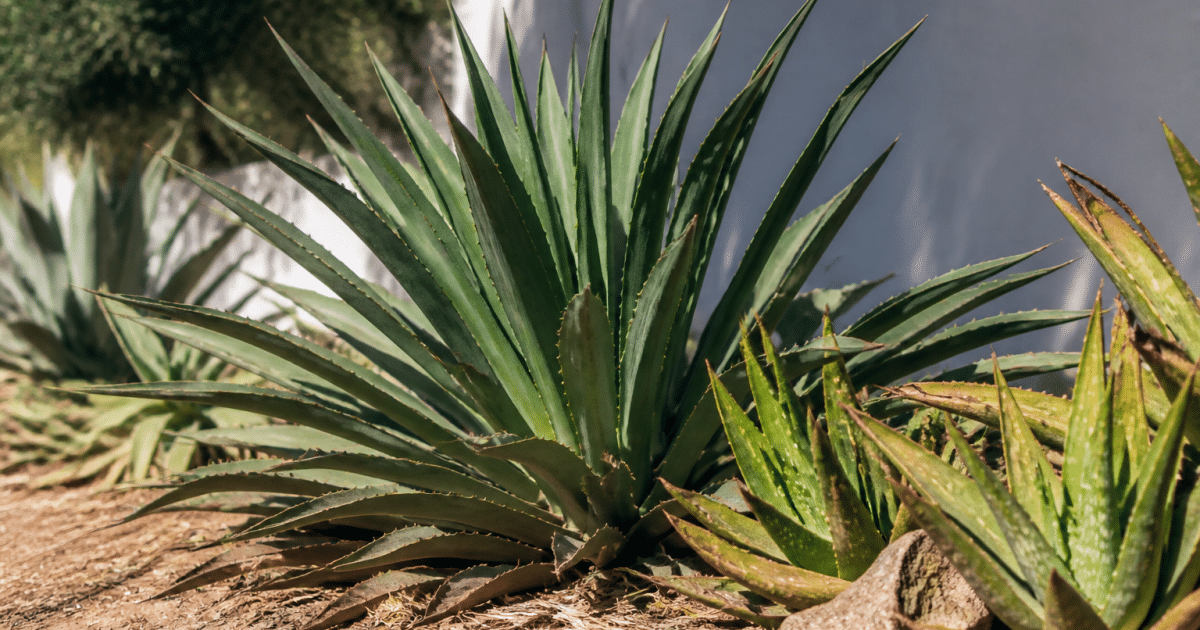 Plantes vertes resistantes exposees directement aux rayons solaires