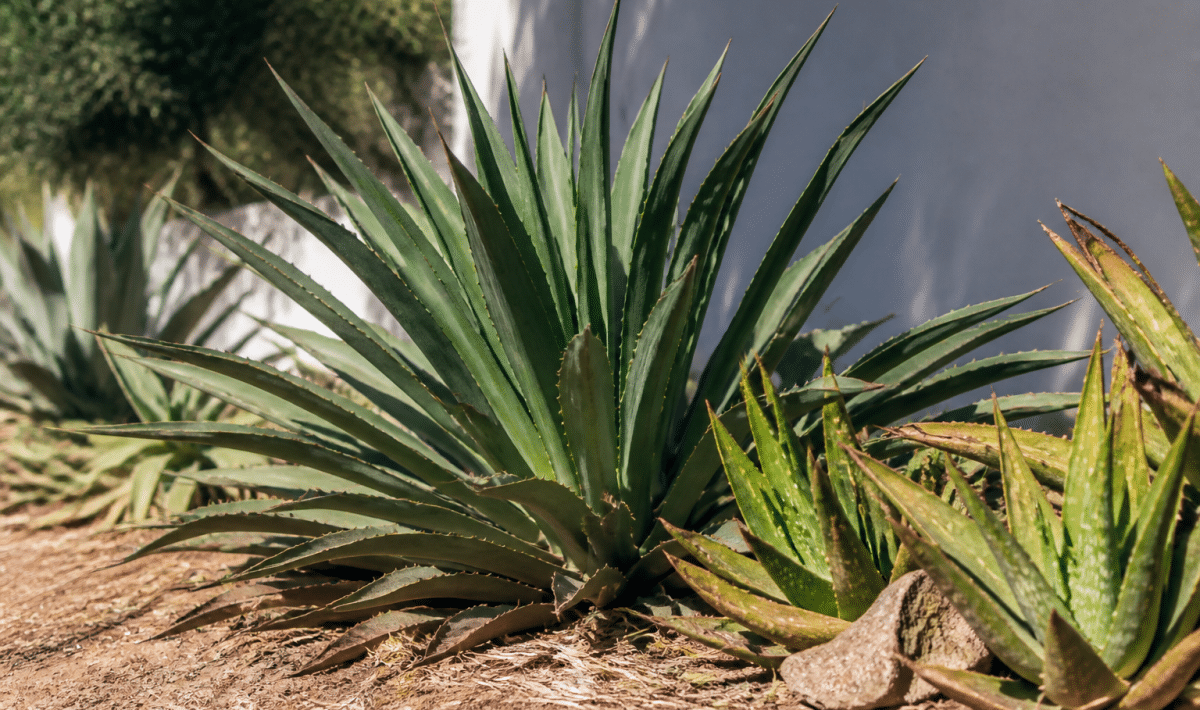 Plantes vertes resistantes exposees directement aux rayons solaires