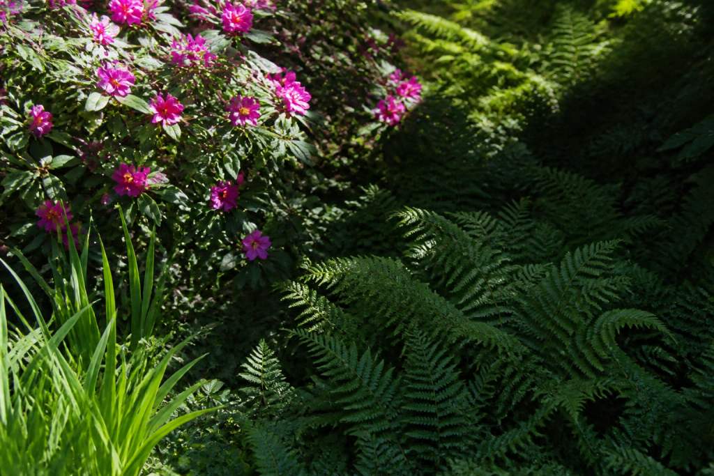Arbustes fleuris au soleil et fougeres en ombre