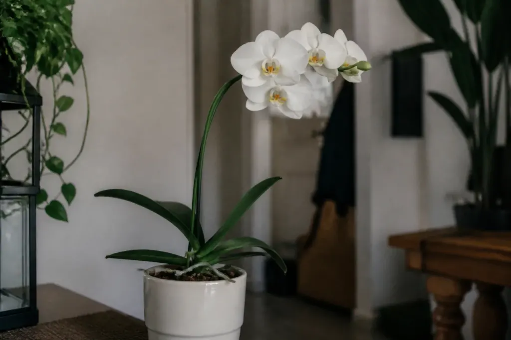 Orchidee blanche en pot avec longue tige verte