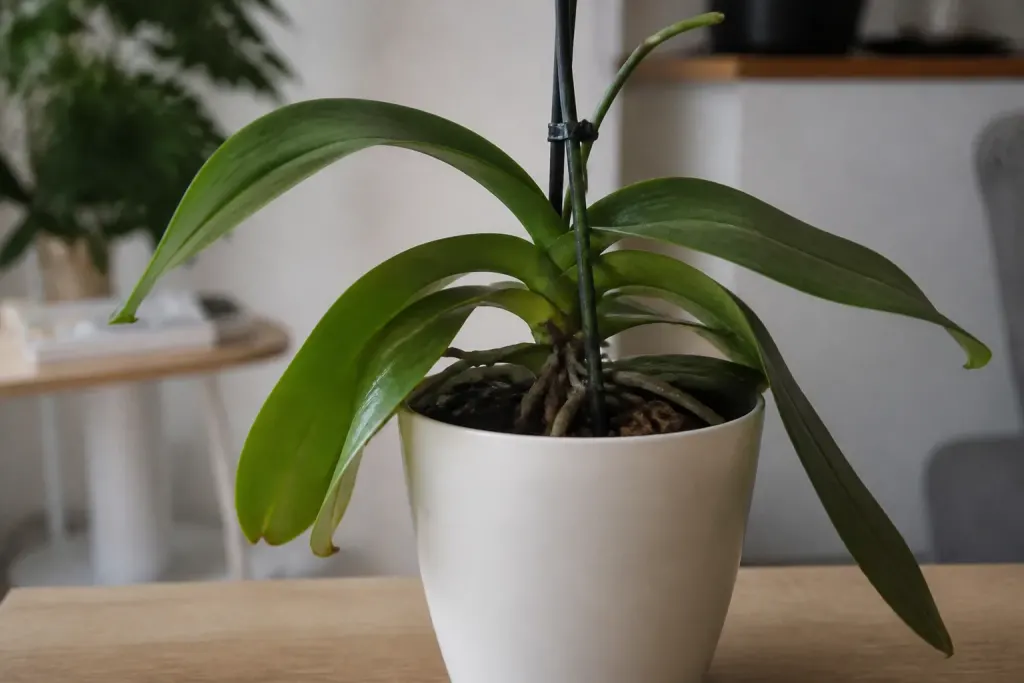 Orchidee sans fleurs en pot blanc avec feuilles fermes