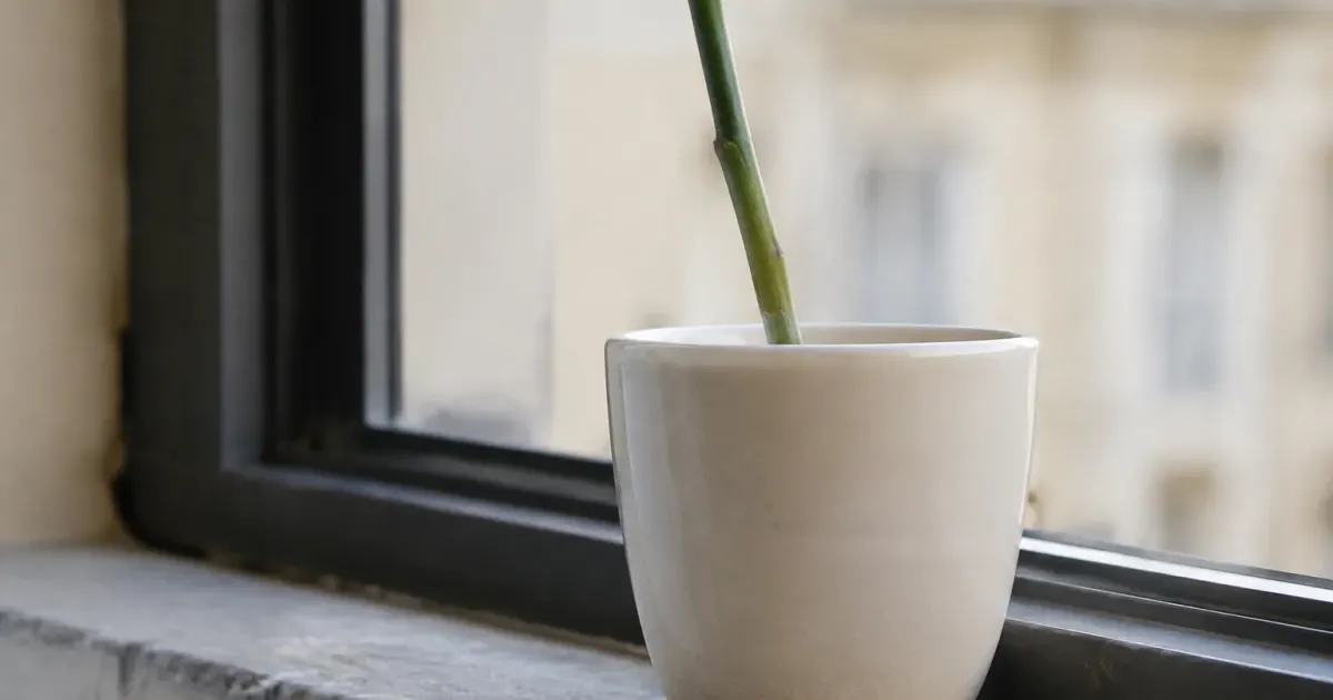 Pot blanc avec tige verte nue posee sur rebord